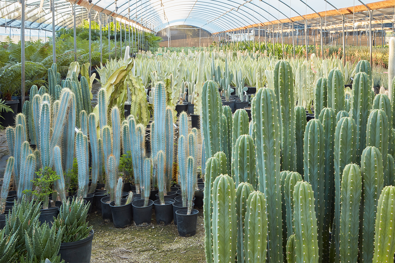 Grubb and Nadler Exceptional Garden Plants Wholesale Nursery 15.png