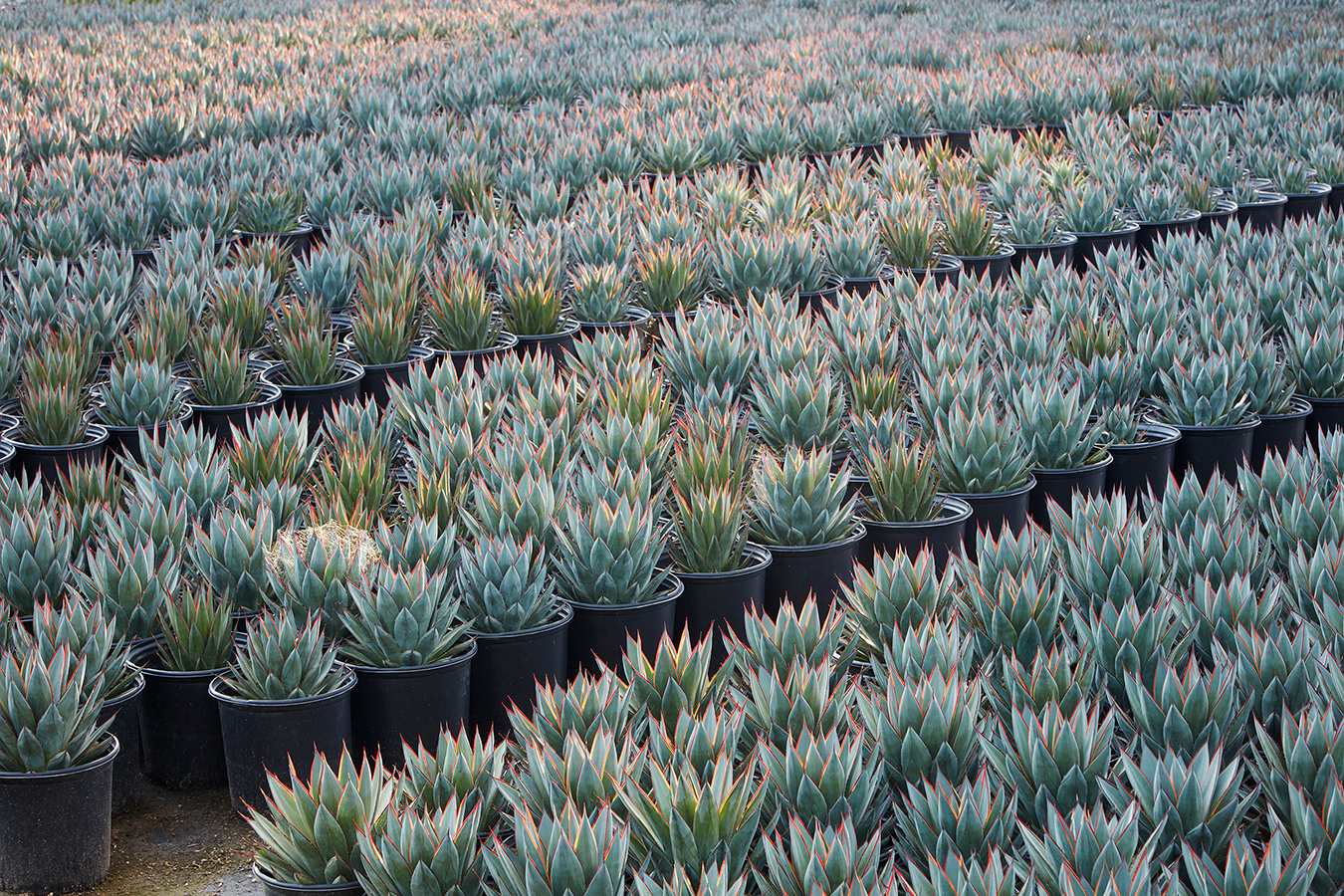 Grubb and Nadler Exceptional Garden Plants Wholesale Nursery 8.png