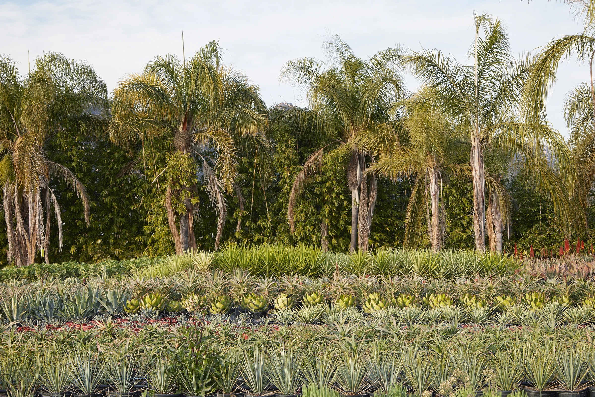 Our Specialties: Succulents and Cactus