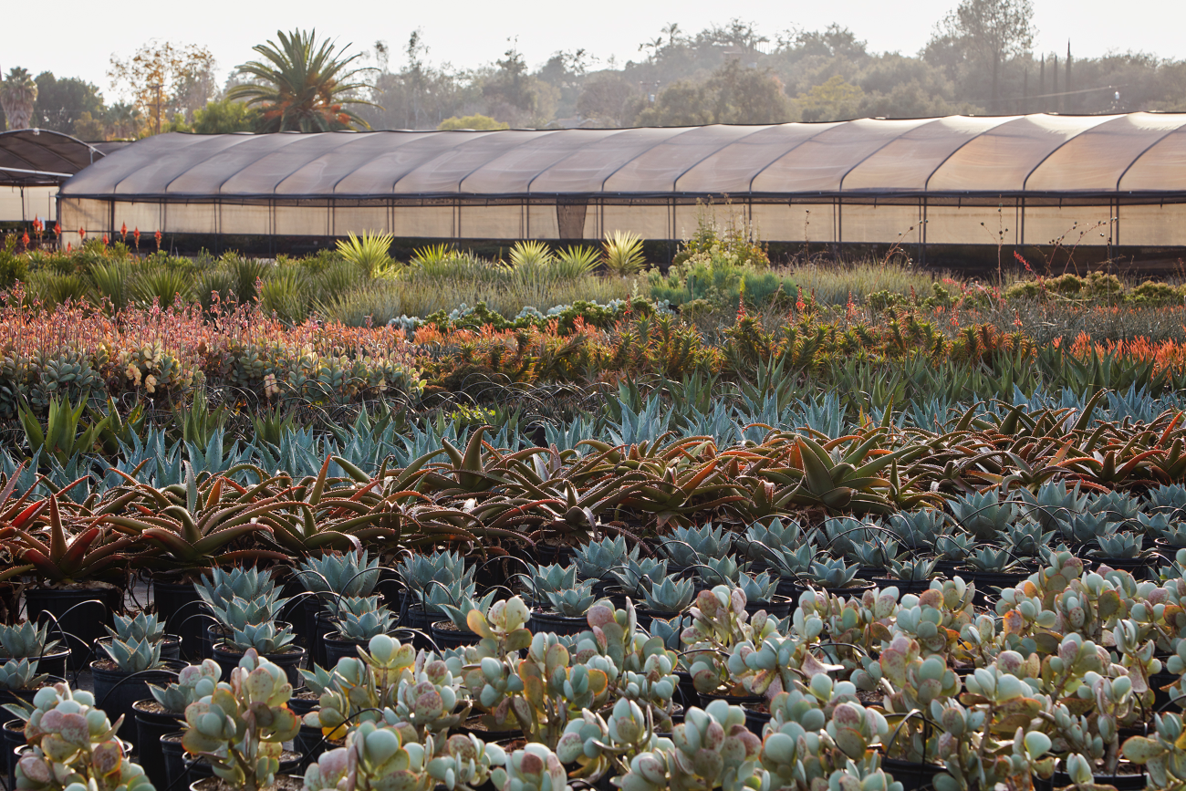 Succulents for Glorious Winter Color