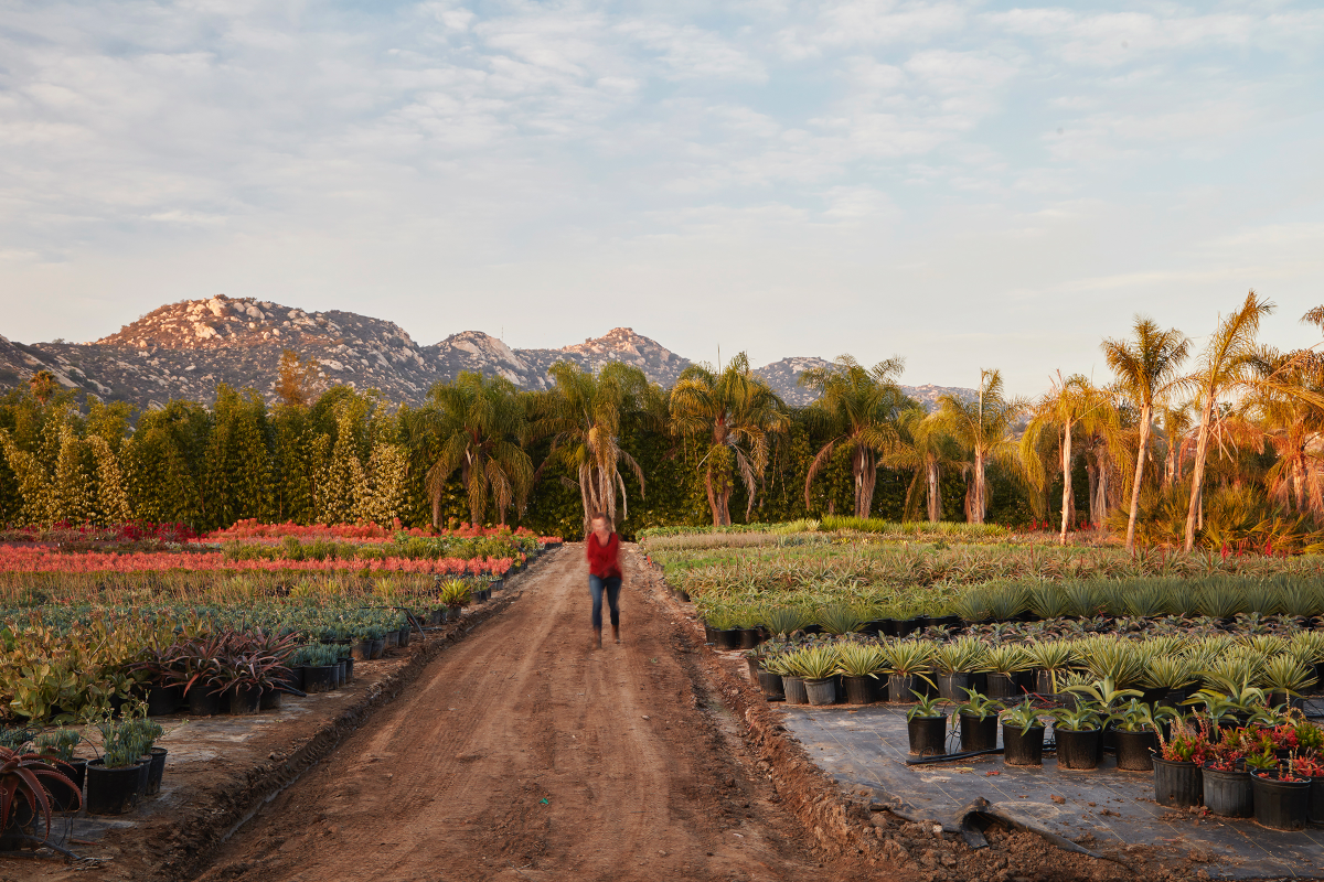 Happy New Year From All of Us at Grubb and Nadler Nurseries!