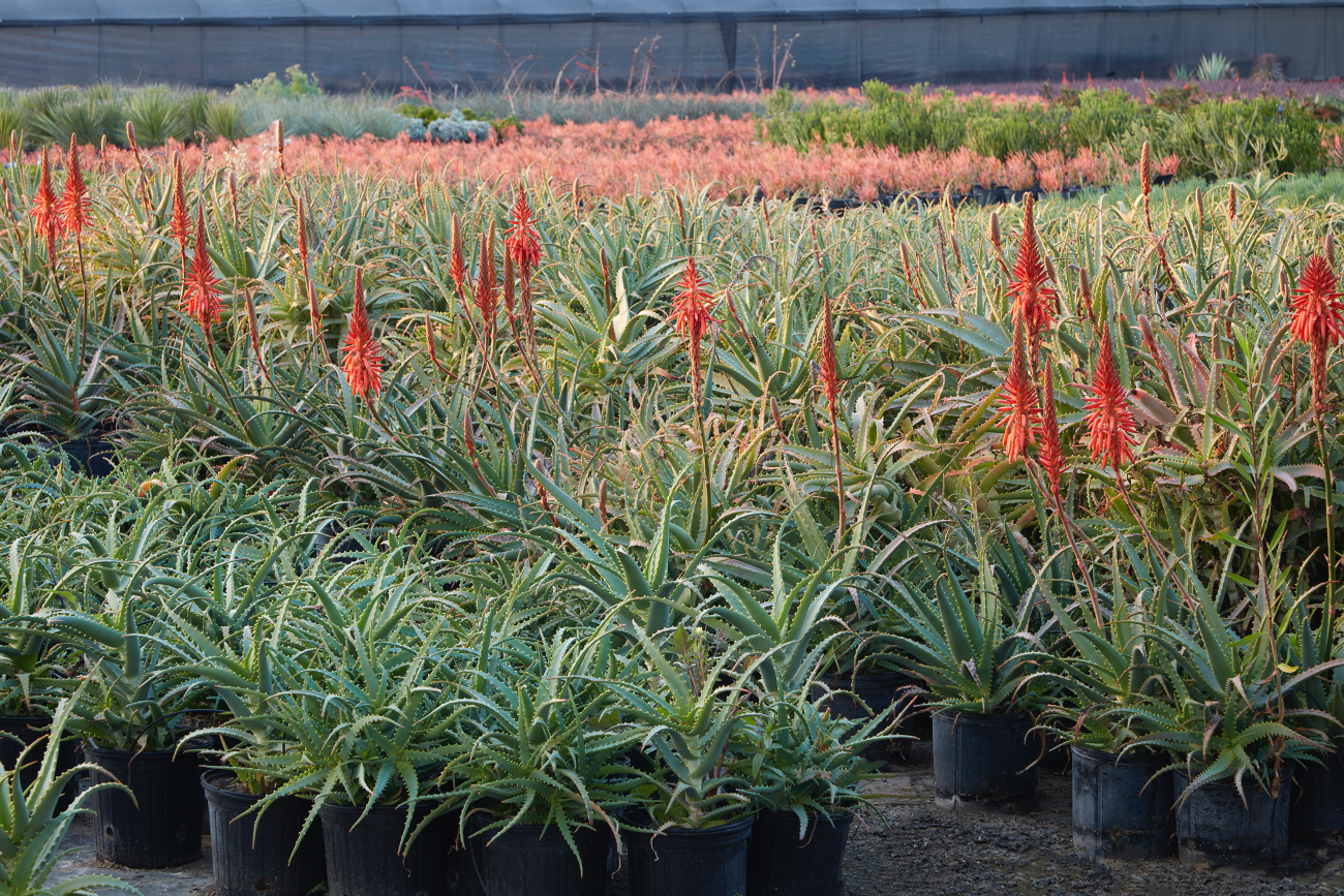 Winter-Blooming Aloes Put on a Spectacular Show