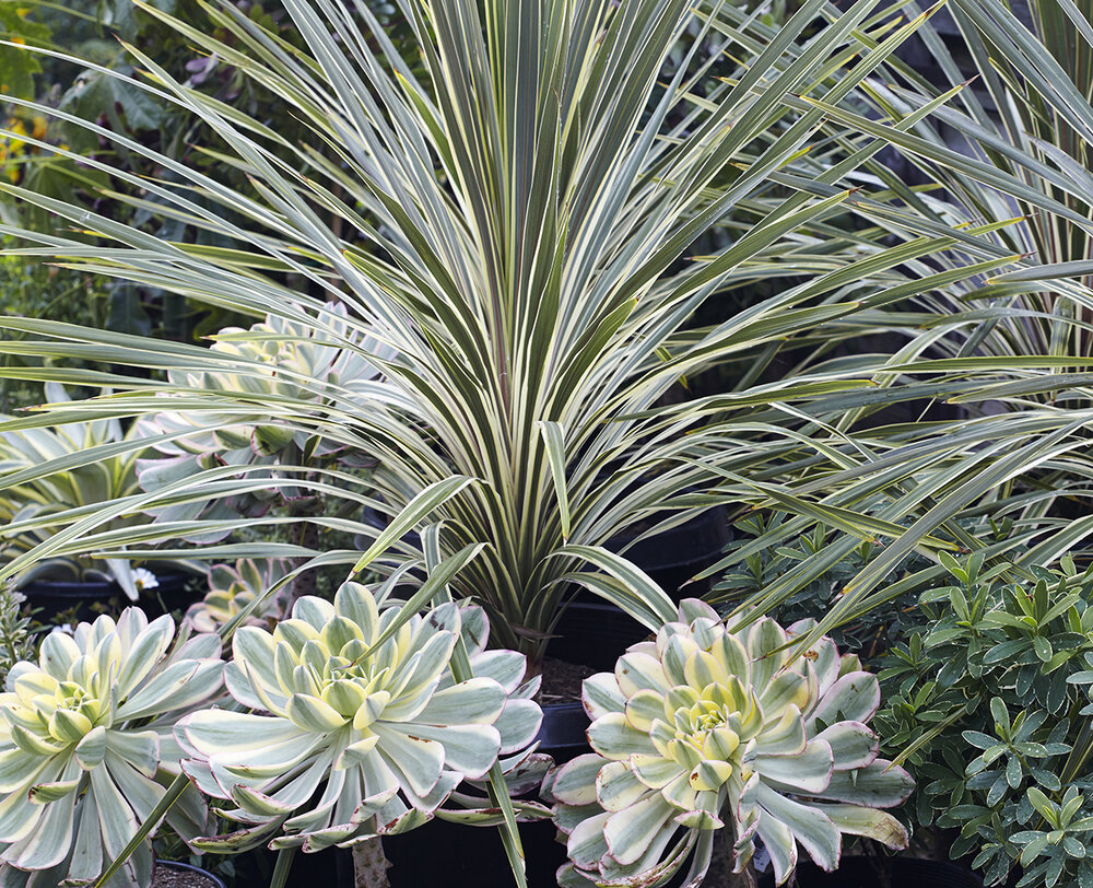 low-maintenance variegated plants for fuss-free color and drama