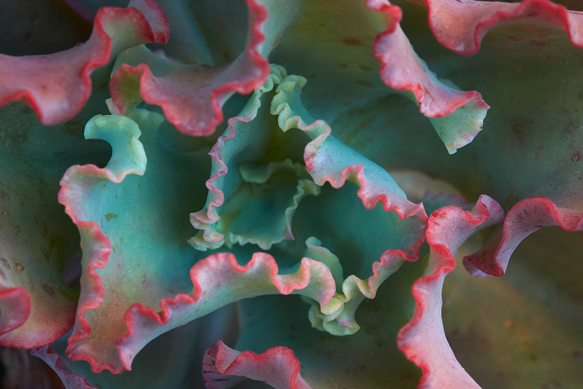 Echeveria Rosettes in a Rainbow of Hues