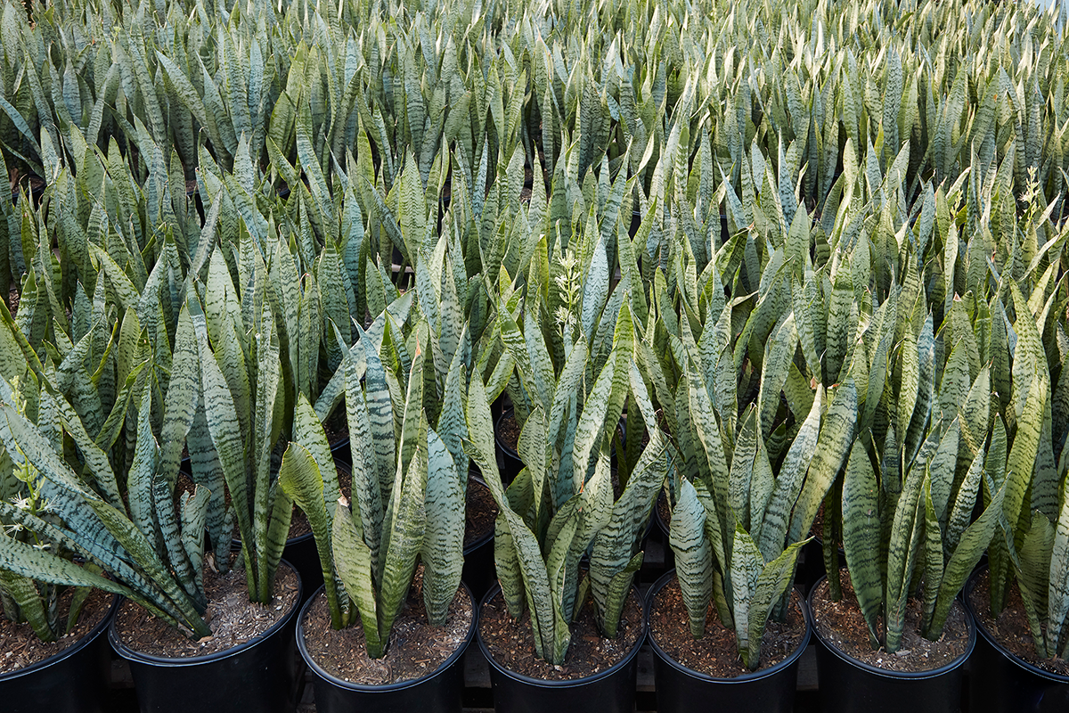 From Our Indoor Plant Collection: Sansevierias