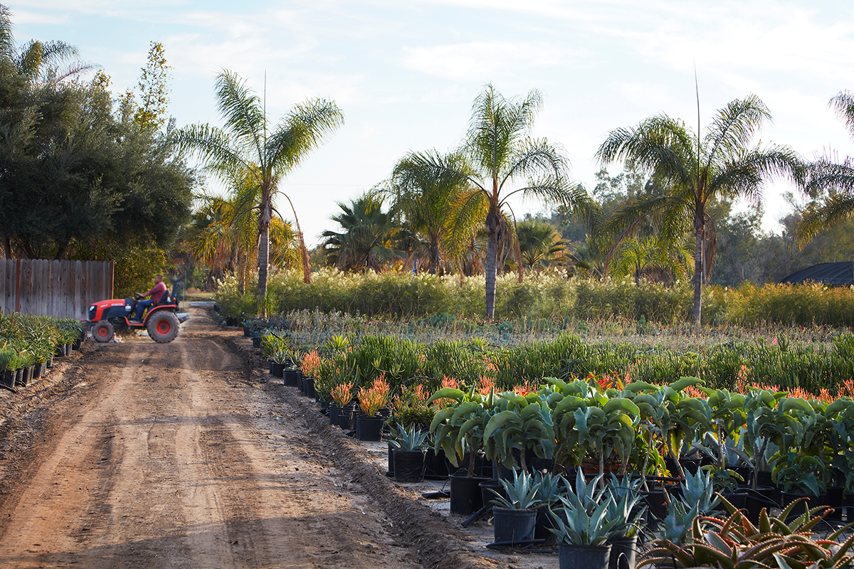 Our Beautiful Late Season Selections Ready for Orders and Shipping