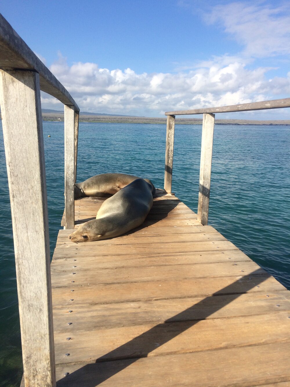 Galapagos Sea Lion.jpg