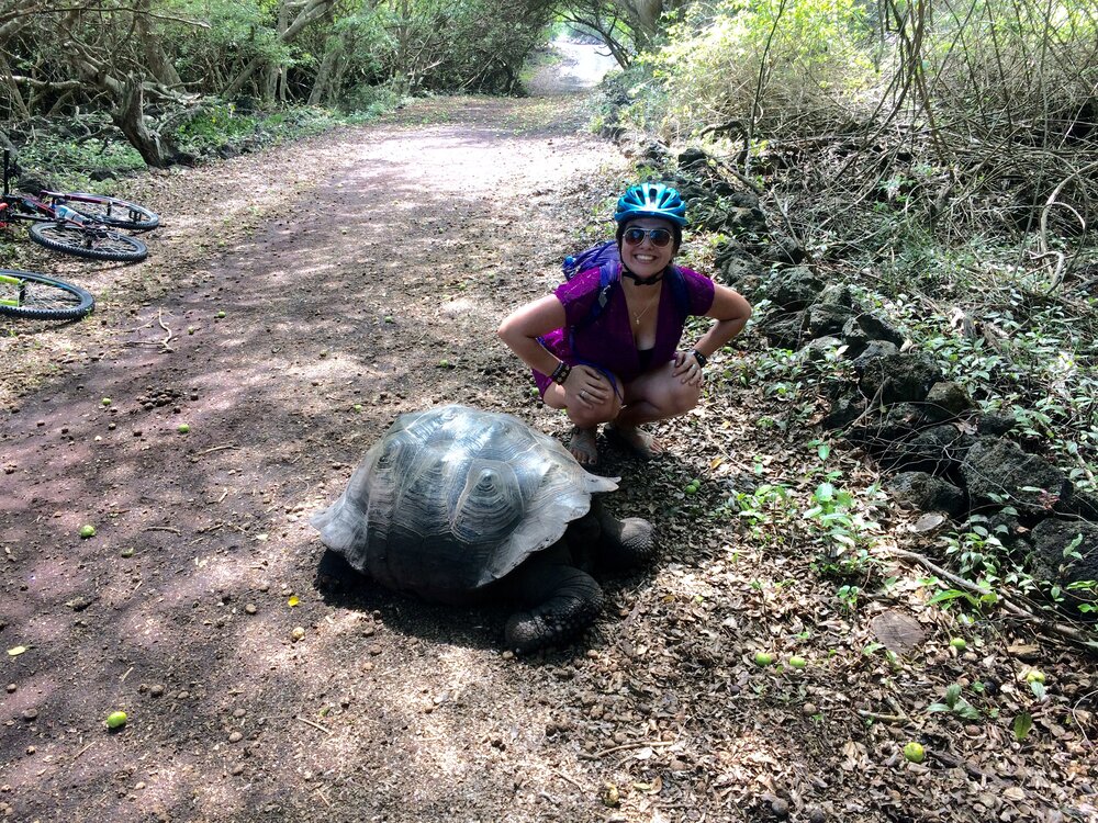 Galapagos Island Tortoise.jpg