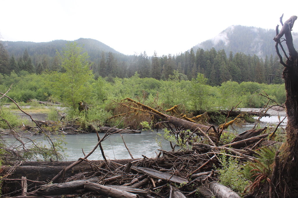 Hiking at Olympic National Forest.JPG