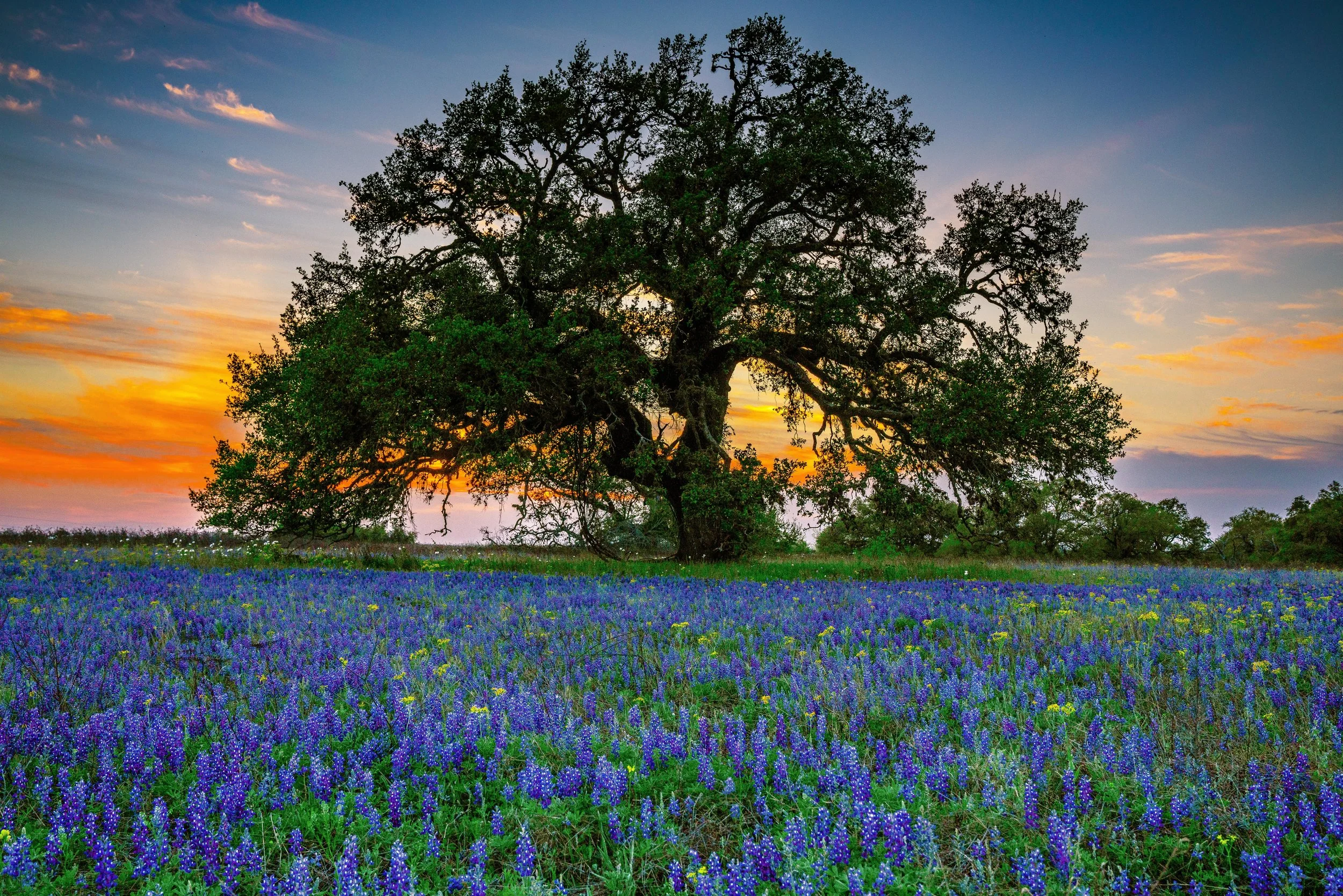 bluebonnets-1.jpg