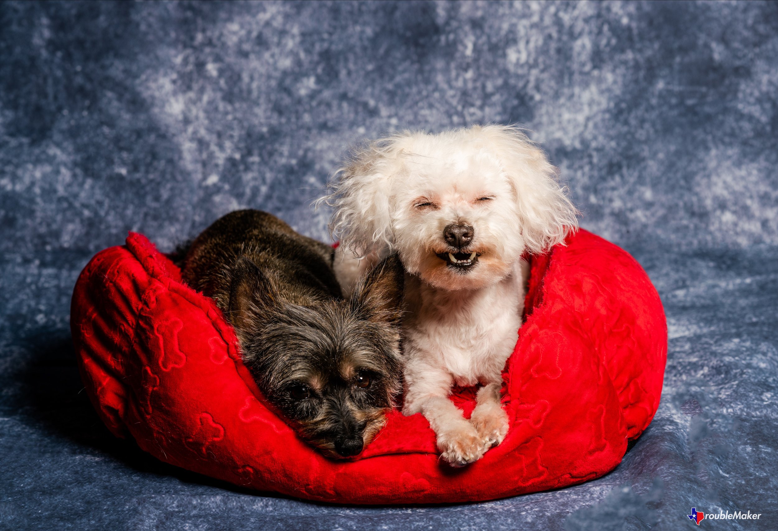 Pup_Picture_Day.jpg