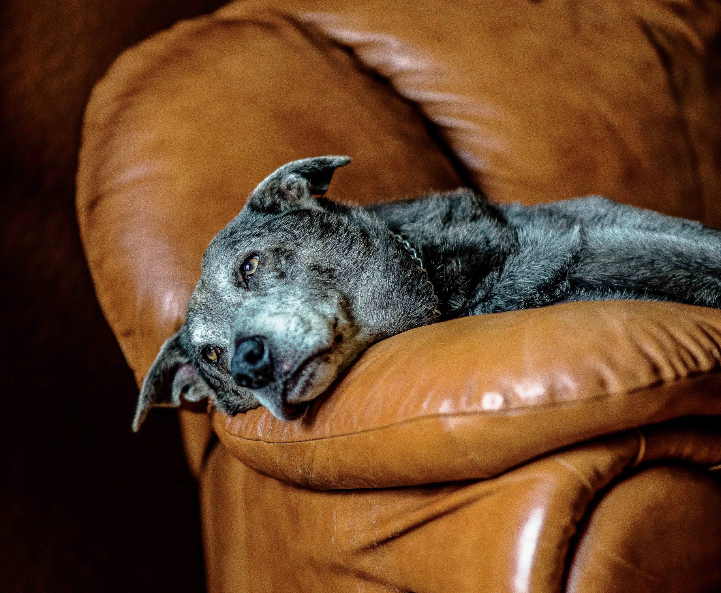 bo sofa-1.jpg