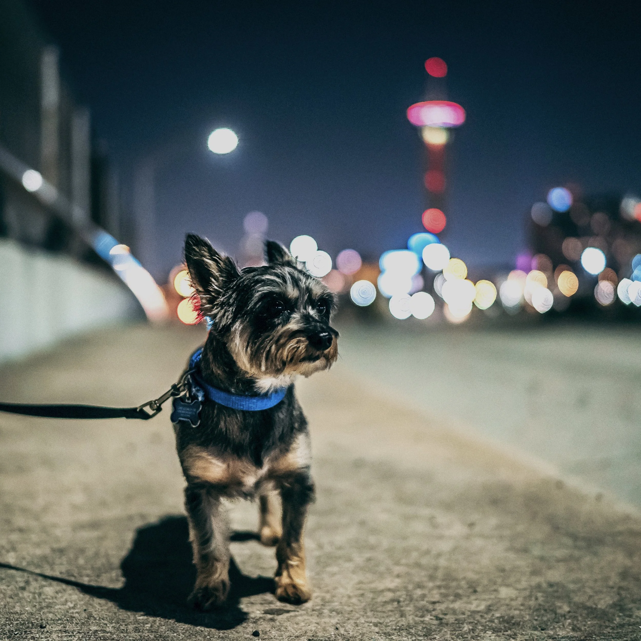 lucky bokeh-1.jpg