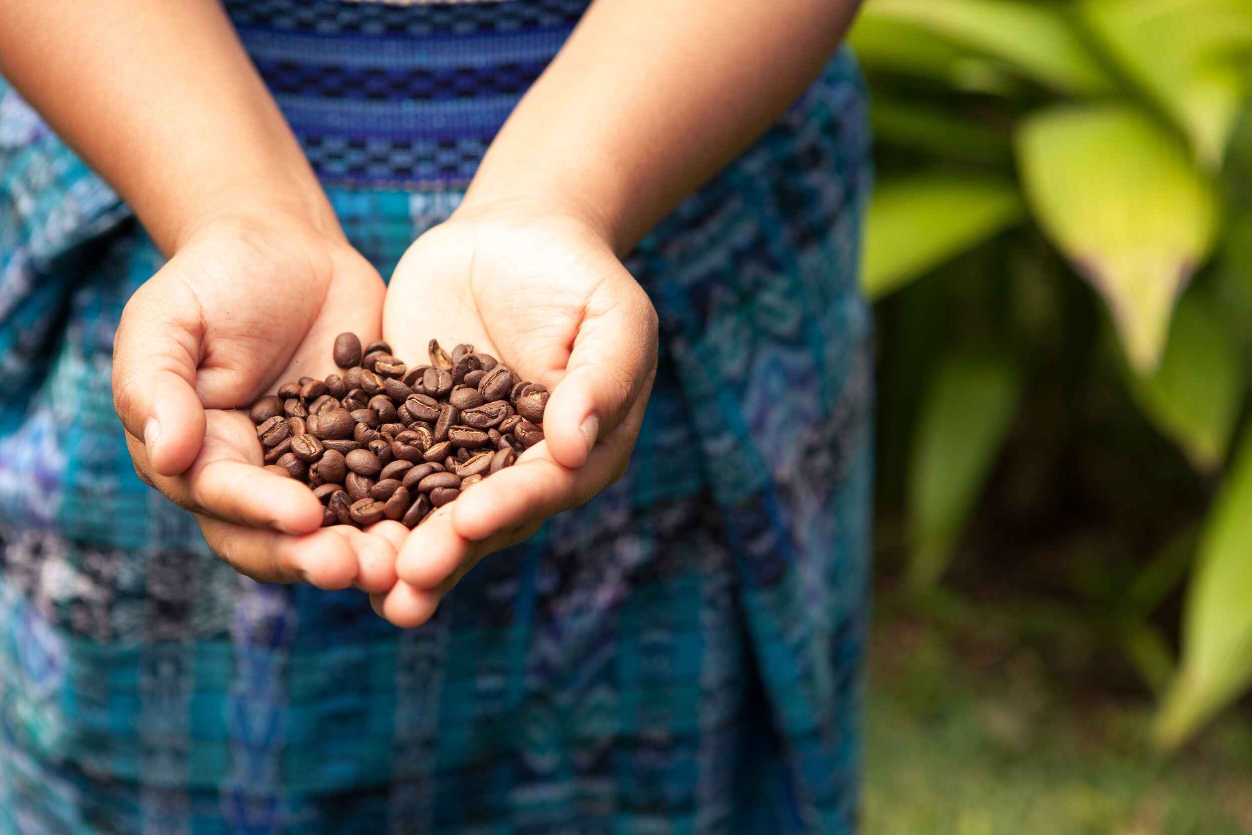 Как вырастить кофейные зерна. Плантации кофе в Бразилии. Кофейные плантации. Сбор кофе в Бразилии. Собирают кофе.