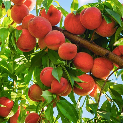 harvester-peach-tree.jpg