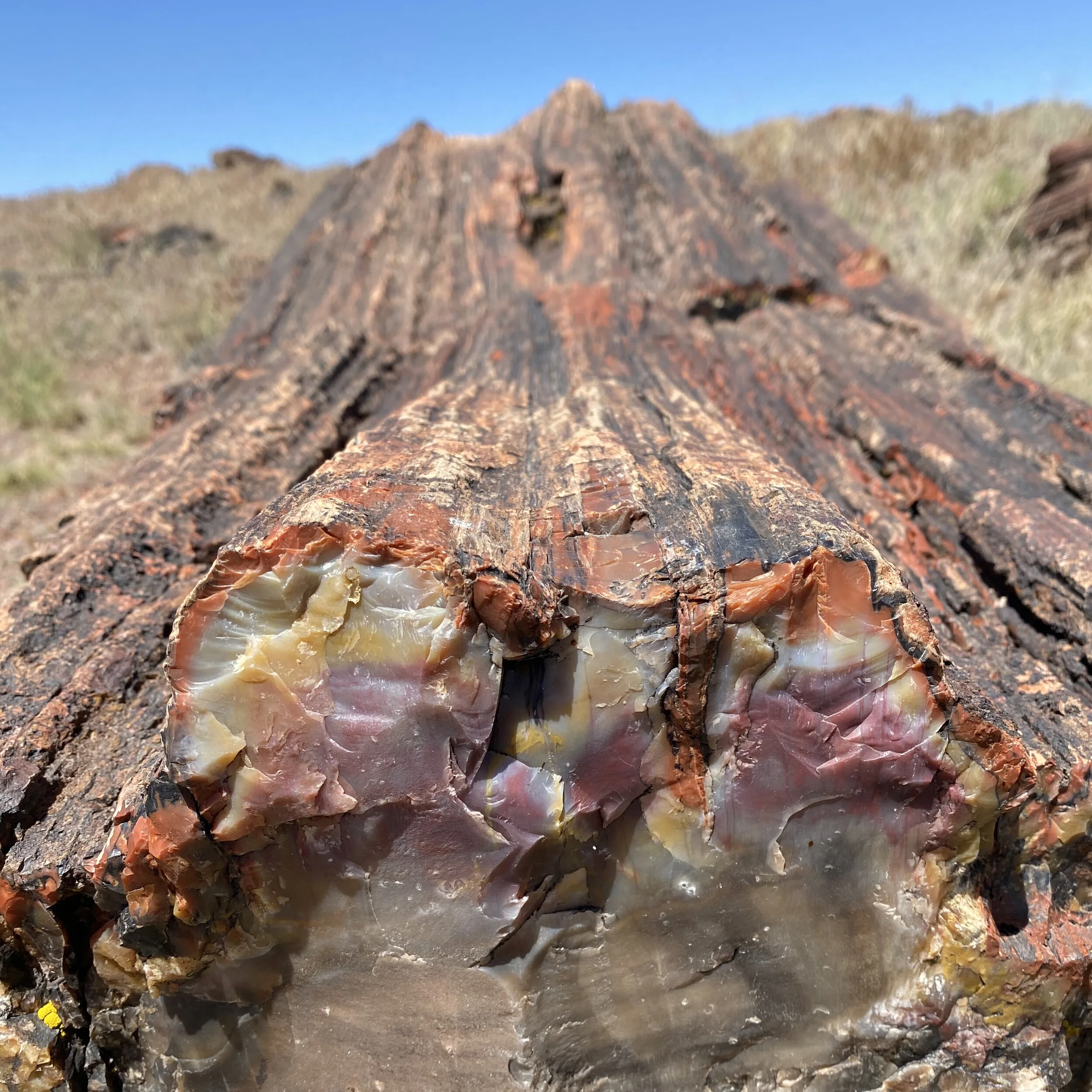 Petrified Forest - Painted Desert Itinerary and Travel Tips