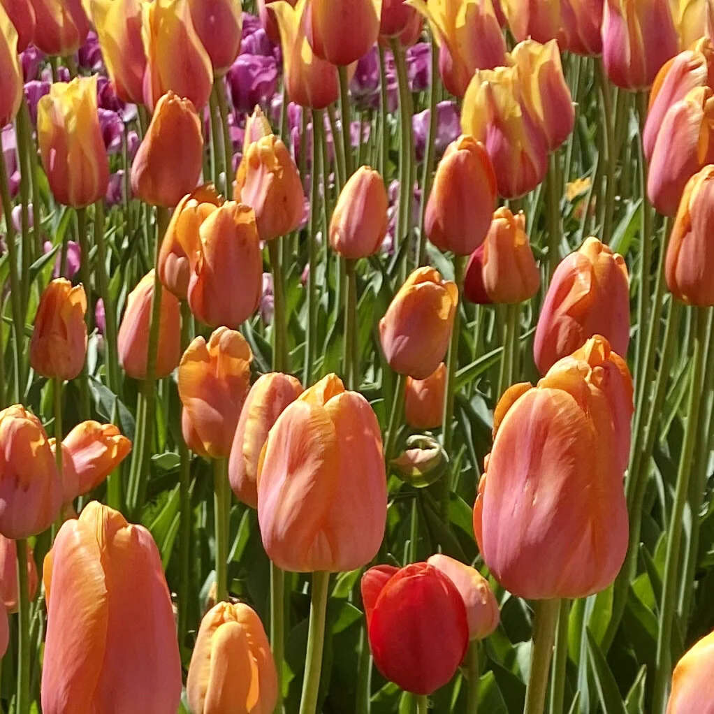 Six Million Tulips and Counting … Soak in the Energy of Holland, Michigan during Tulip Time