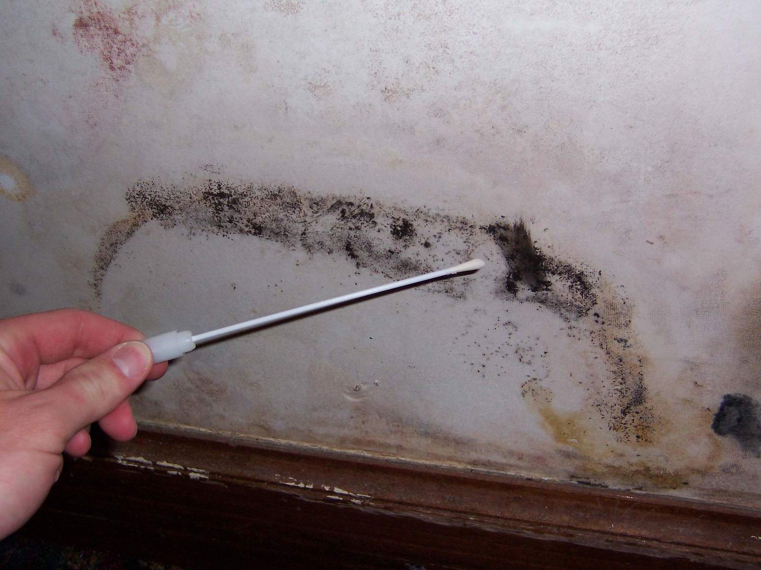 Mold+Testing+with+Swab.jpeg