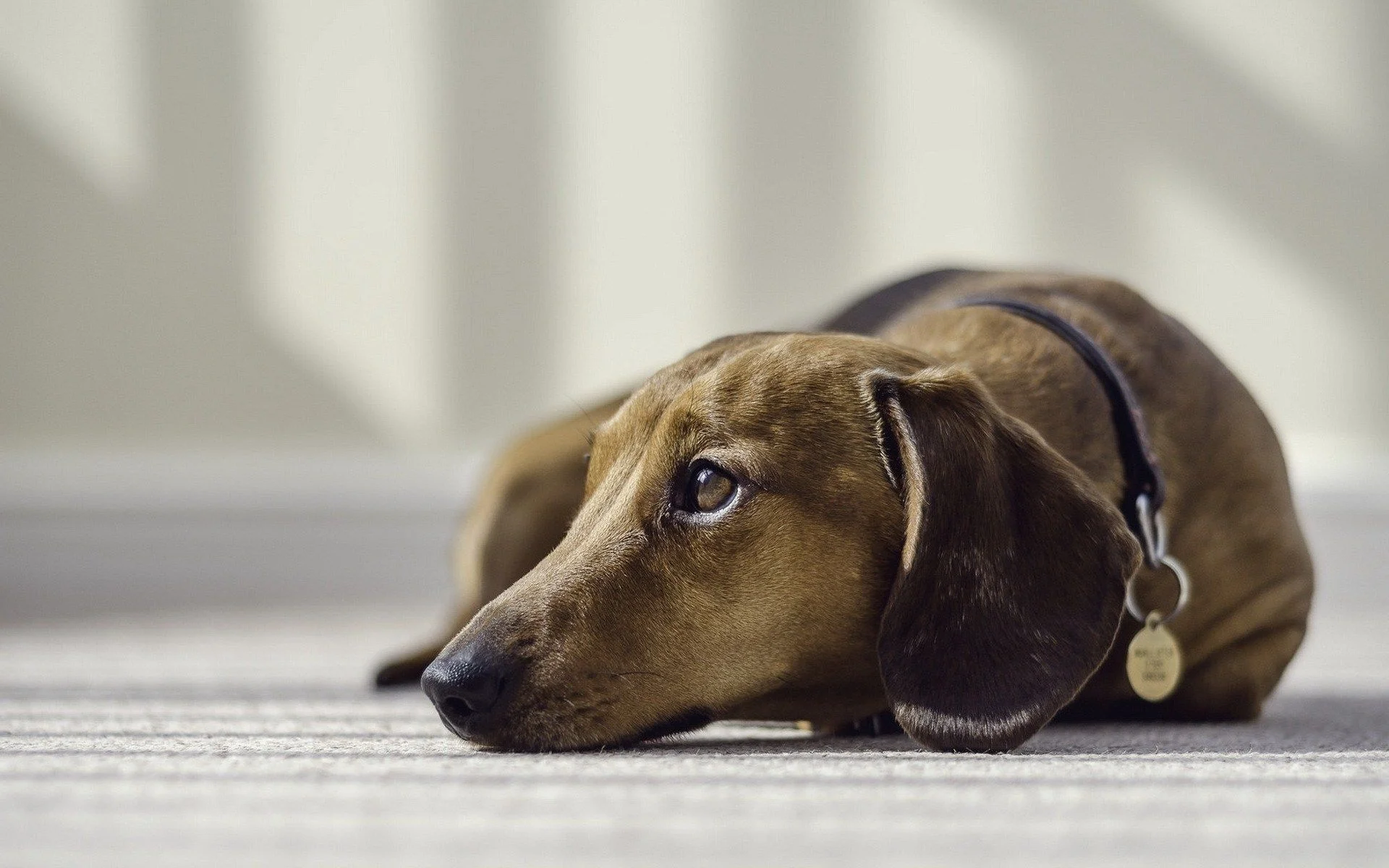 Dog on Carpet pic.jpg