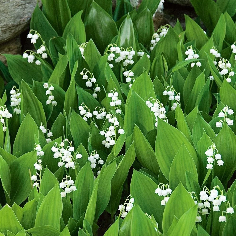 Lily of the Valley.Jpg