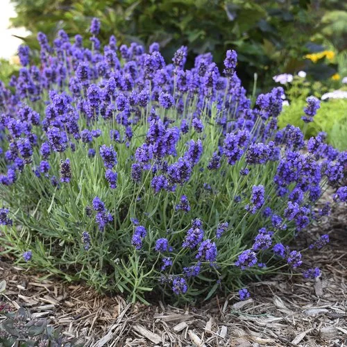 Lavander.jpg