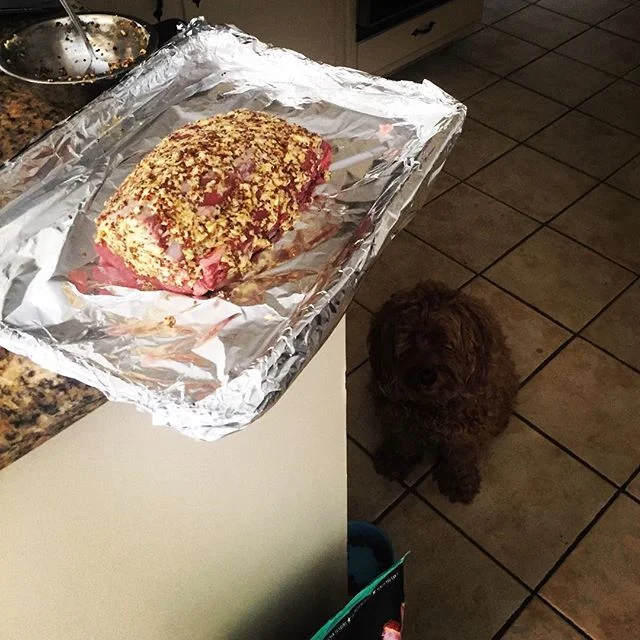 You seem to be cooking a giant piece of meat and you expect me to eat these kibbles? -Leo 🐎🌹🏆🌹🐎 Happy Derby! #derby #kentuckyderby #roastbeast #beeftenderloin #southerncooking