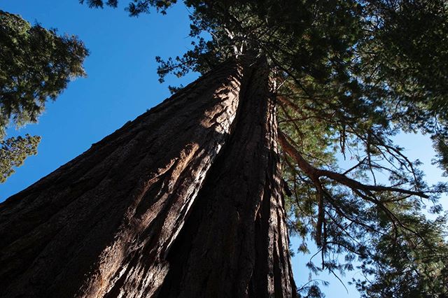 Visited the big trees.