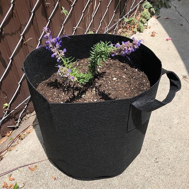 Welcome home little Wooly Bluecurls! 😍🌱✨ #nativeplants #containergarden #hellohummingbirds #patiolife