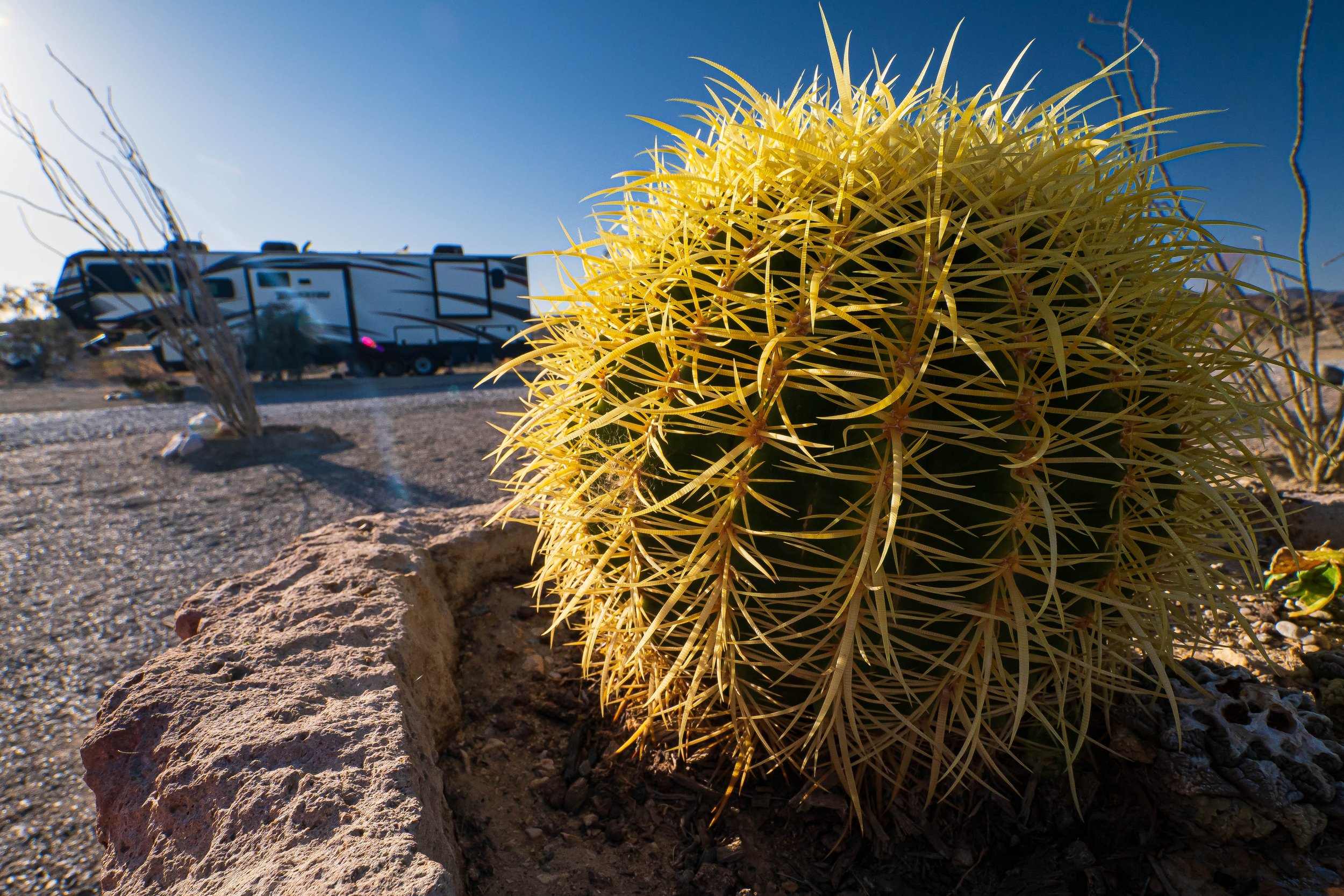 Barrel Cactus (Looking at site #24 &amp; #23)