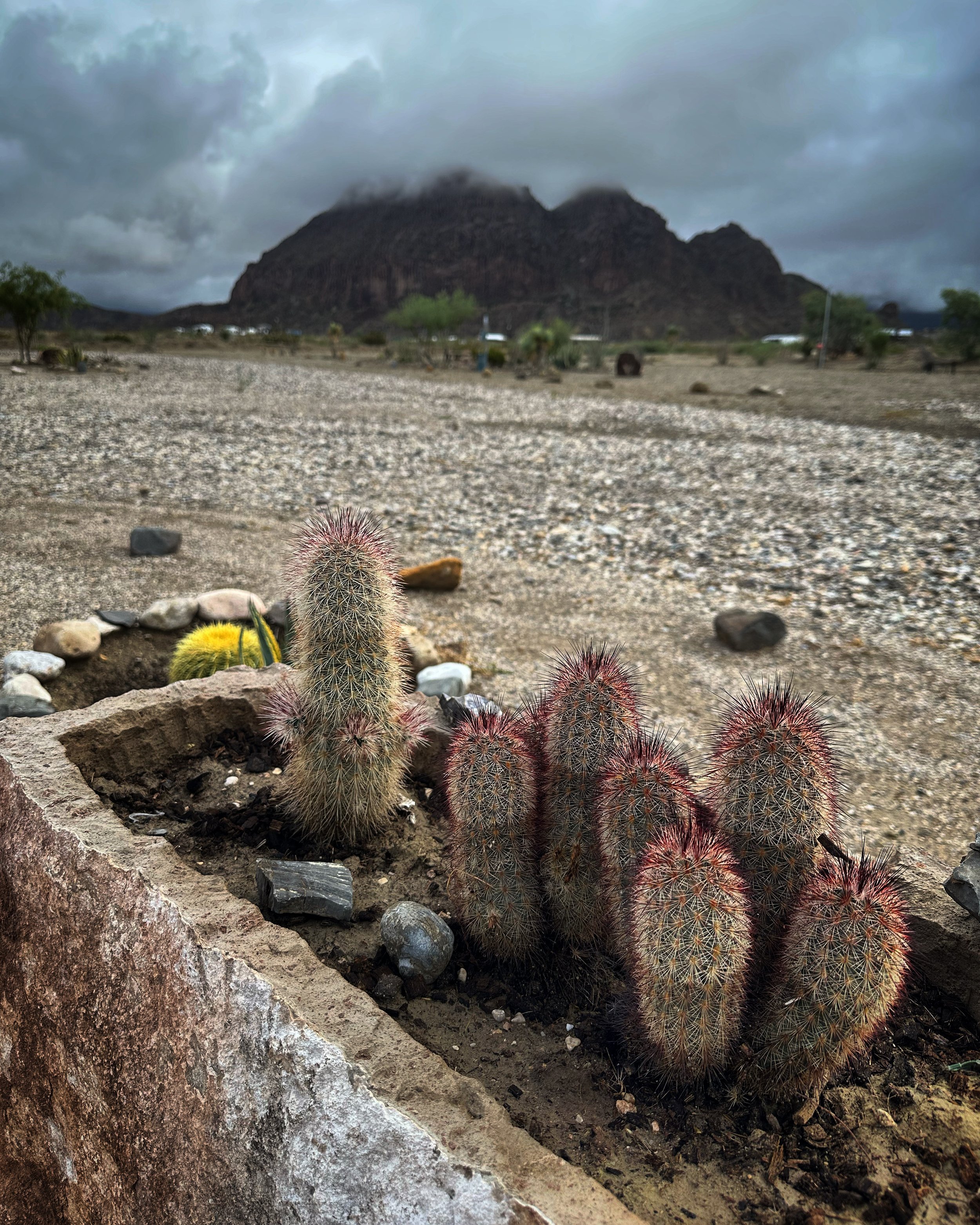 Site #25 Views - Rainbow Cactus