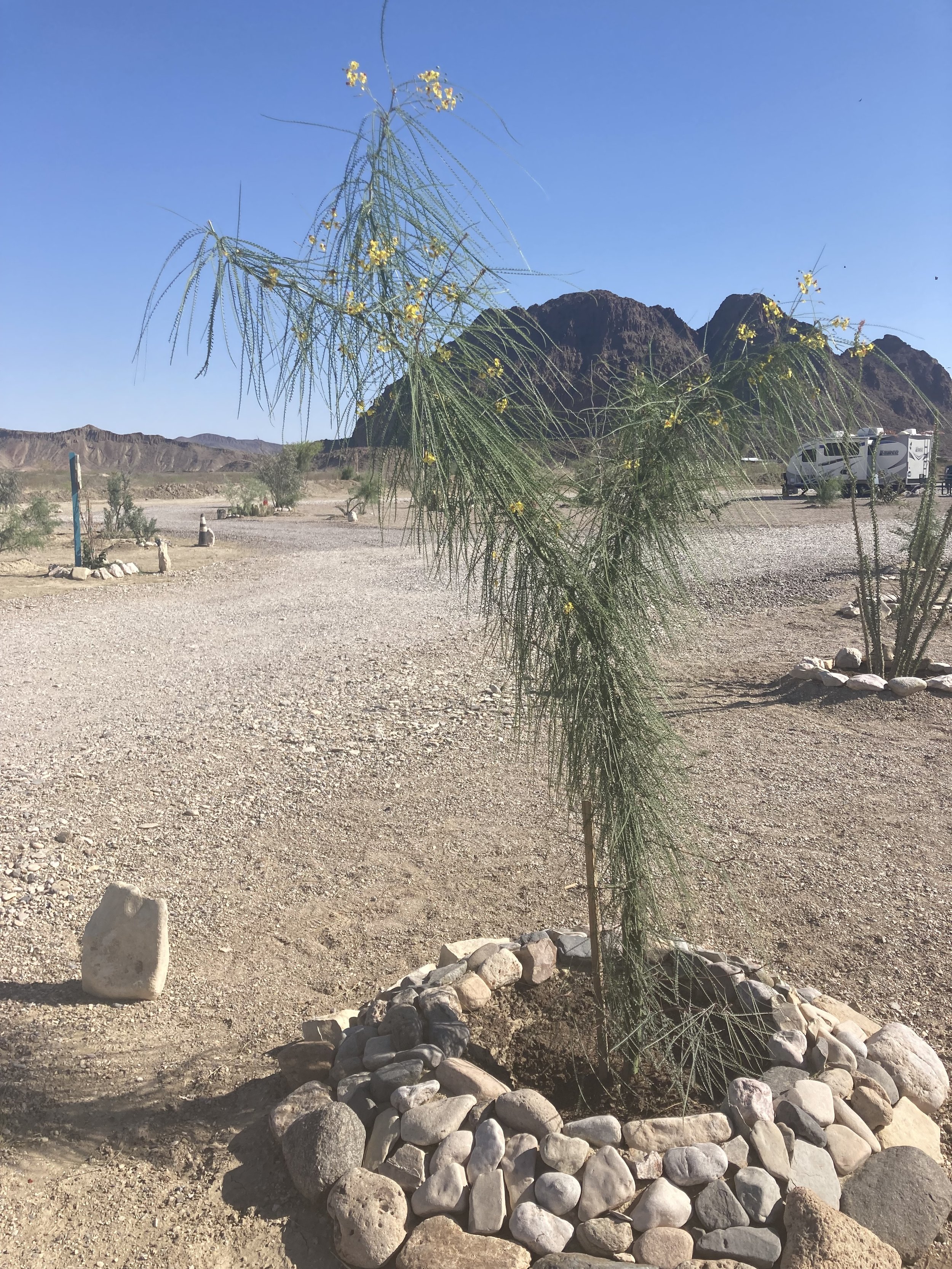 Baby Palo Verde