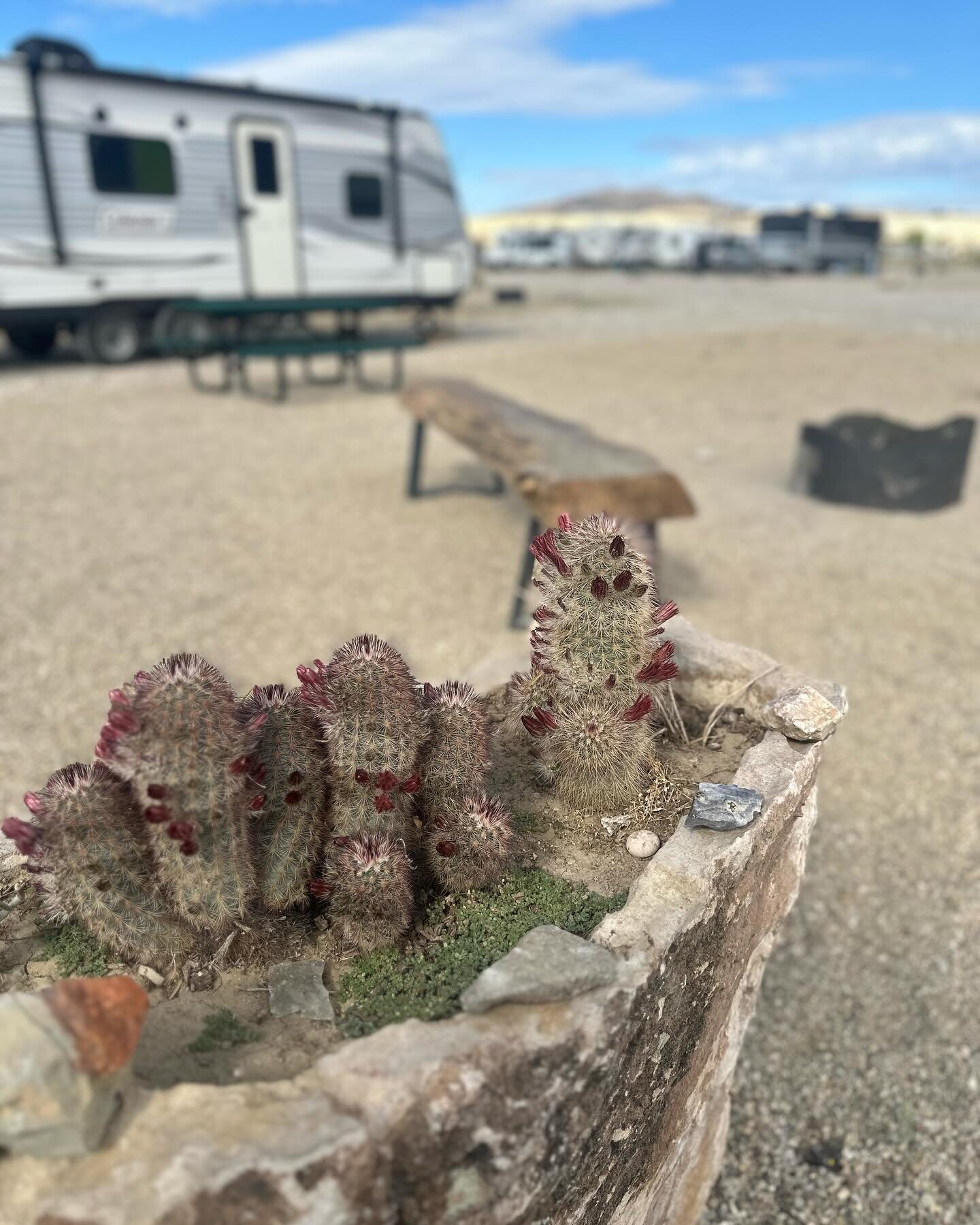 Rainbow Cactus in site 25. ☀️ #desertbloom #cactuslover #rvlife #rvlifestyle #rvgarden #rvgardening #bestrv #fulltimervers #rvvacation