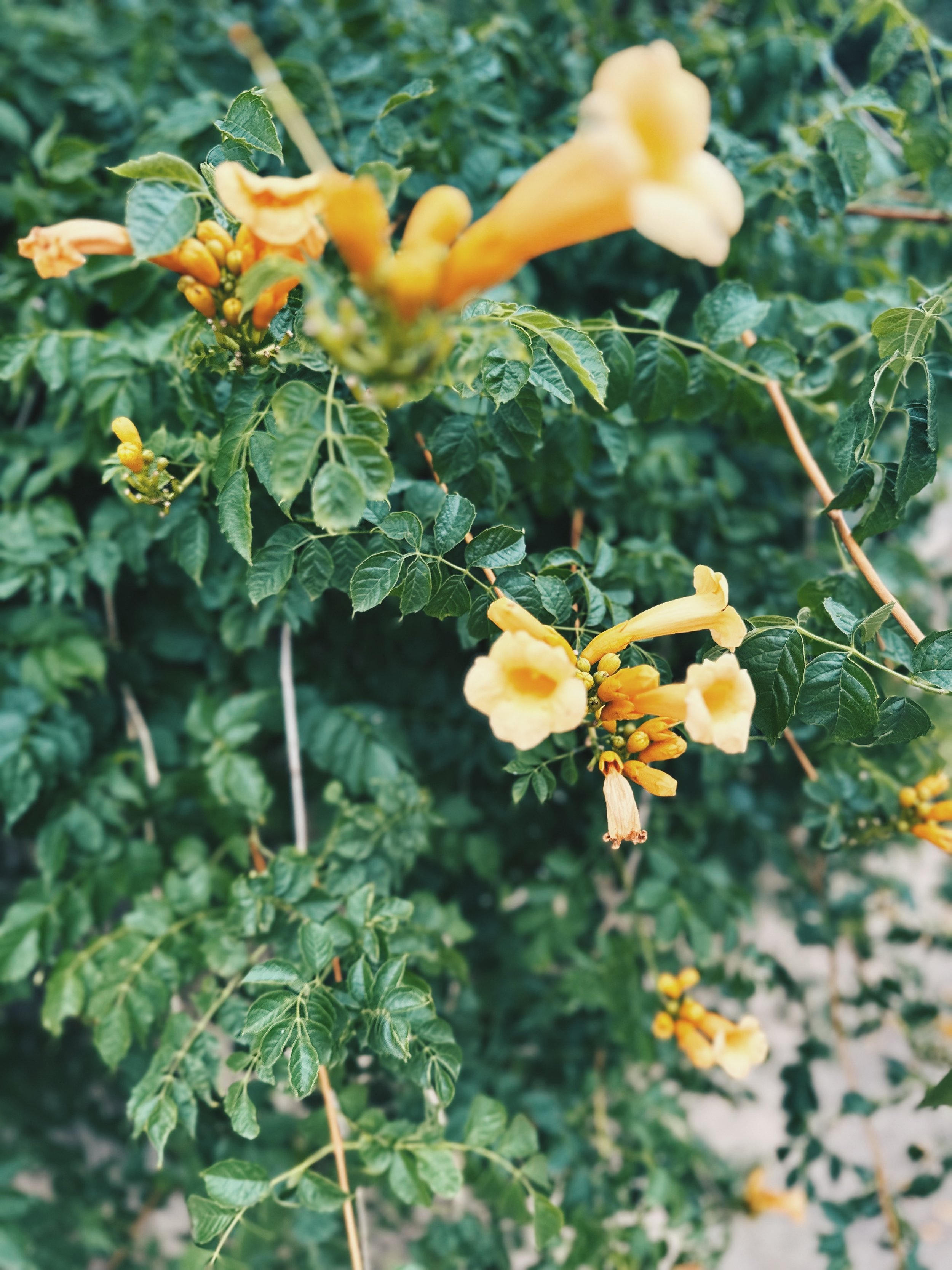 FullSizeRender_VSCO.jpeg