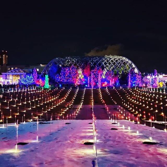 #Festive evening with @laurenecannadybeeler @themattbeeler and @drwalker13 at the @denverbotanic #gardens #blossomsoflight! The #light displays and synchronized music always put me in the #holiday spirit! #garden #Chihuly