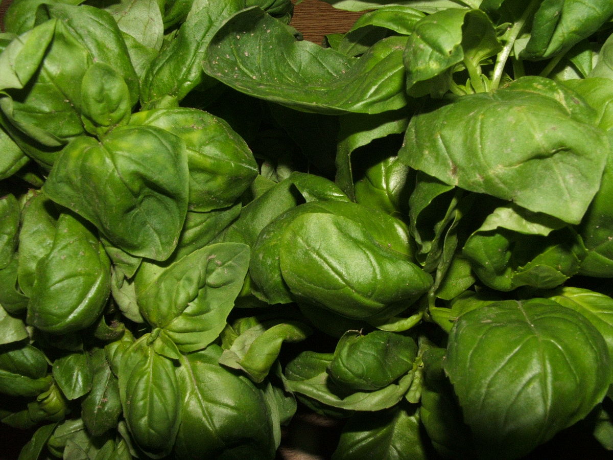 dirty basil.jpg