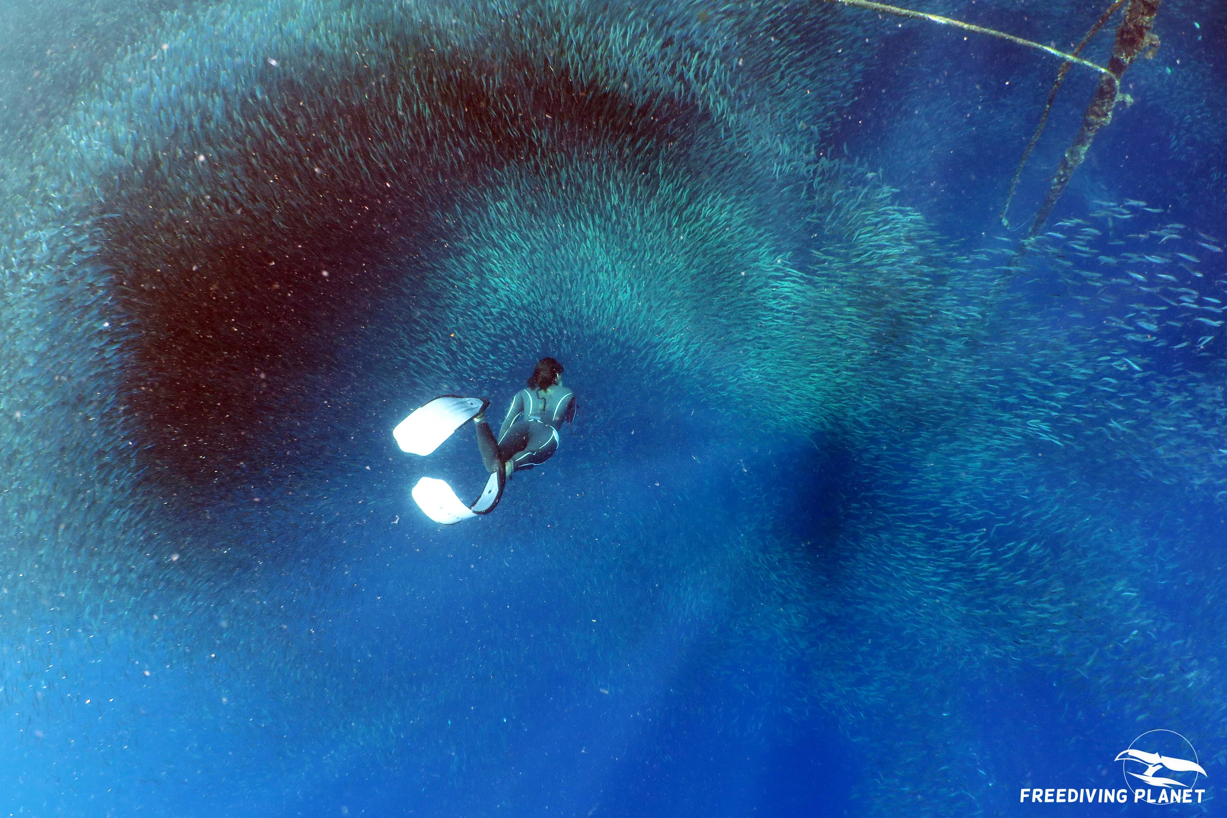 freediving in phillippines.jpg