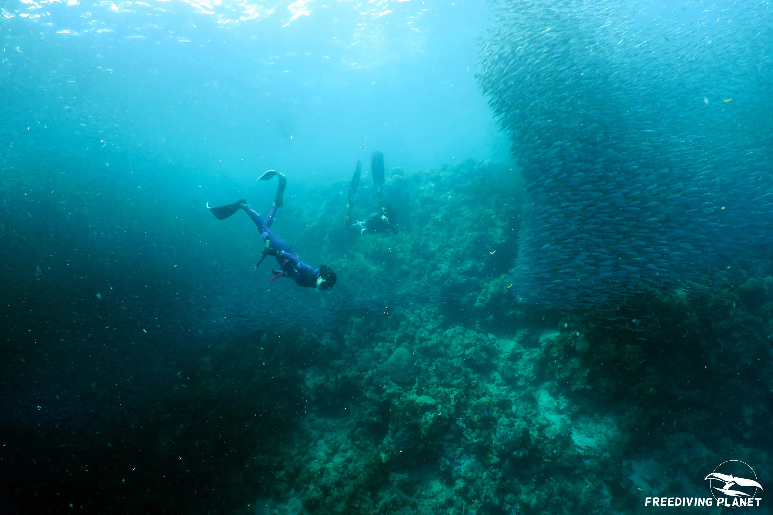 sardines.jpg