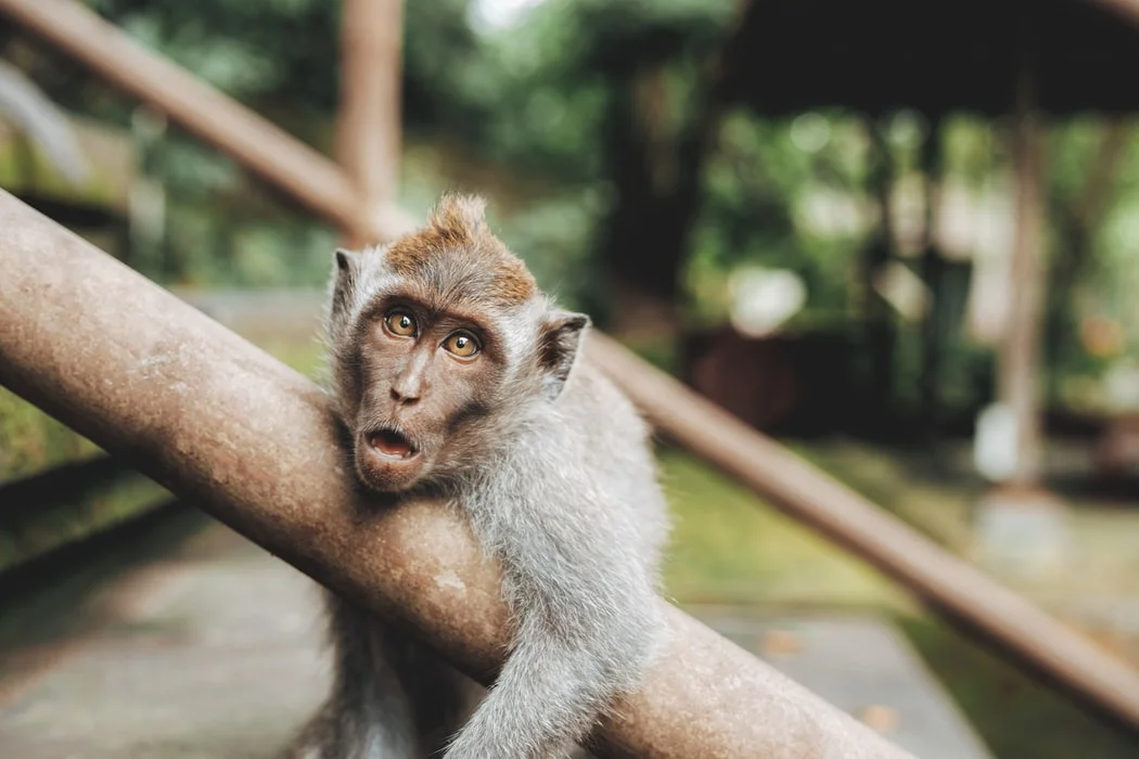 monkey in bali.jpeg