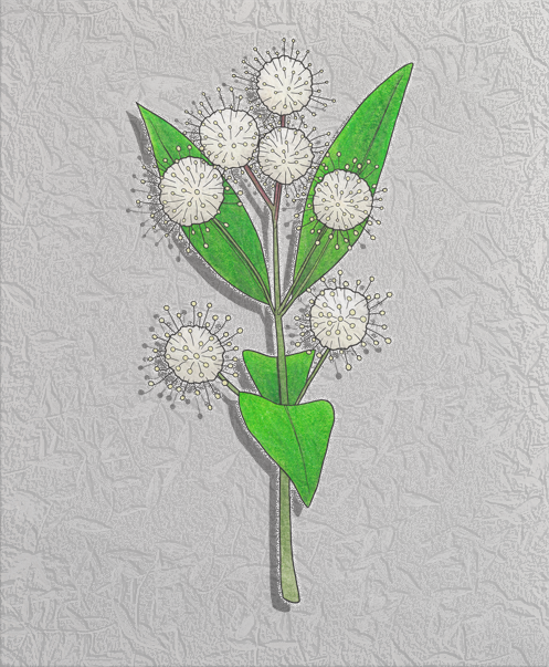 buttonbush