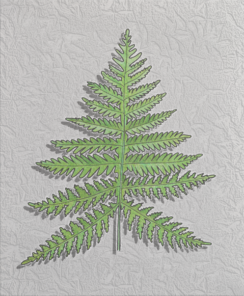 broad beechfern.png