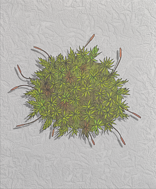 moss