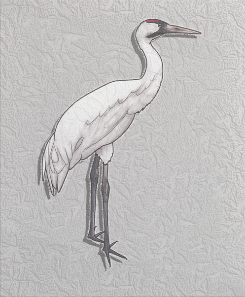 whooping crane