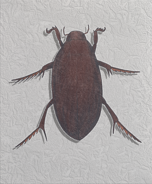 giant water bug.png