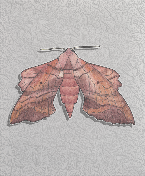 walnut sphinx
