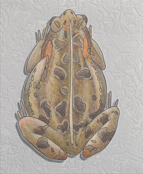 fowler's toad.png