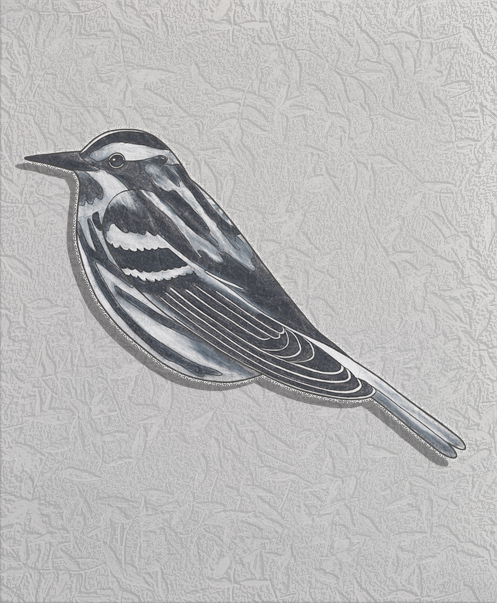 b&w warbler
