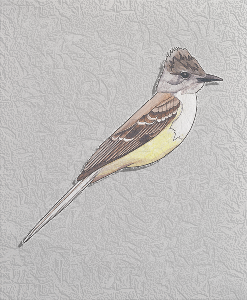 great crested flycatcher.png