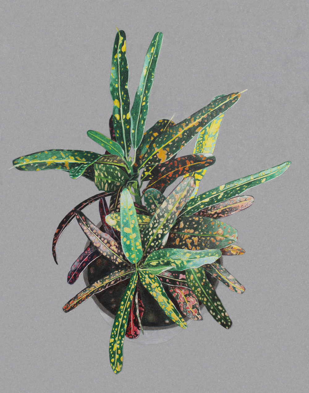 bush on fire croton  melbry//arts