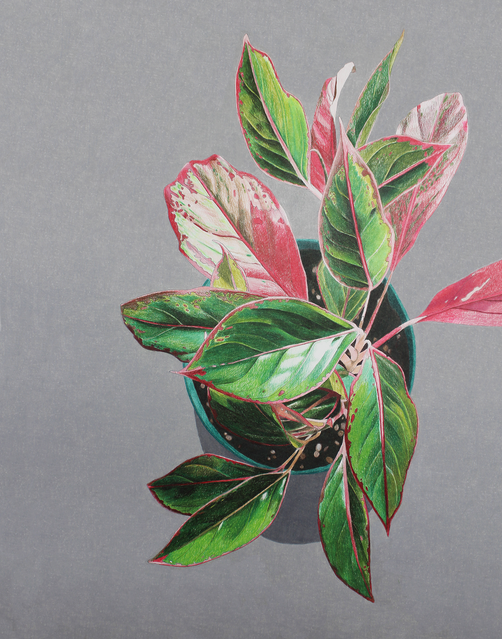 siam aurora aglaonema  melbry//arts