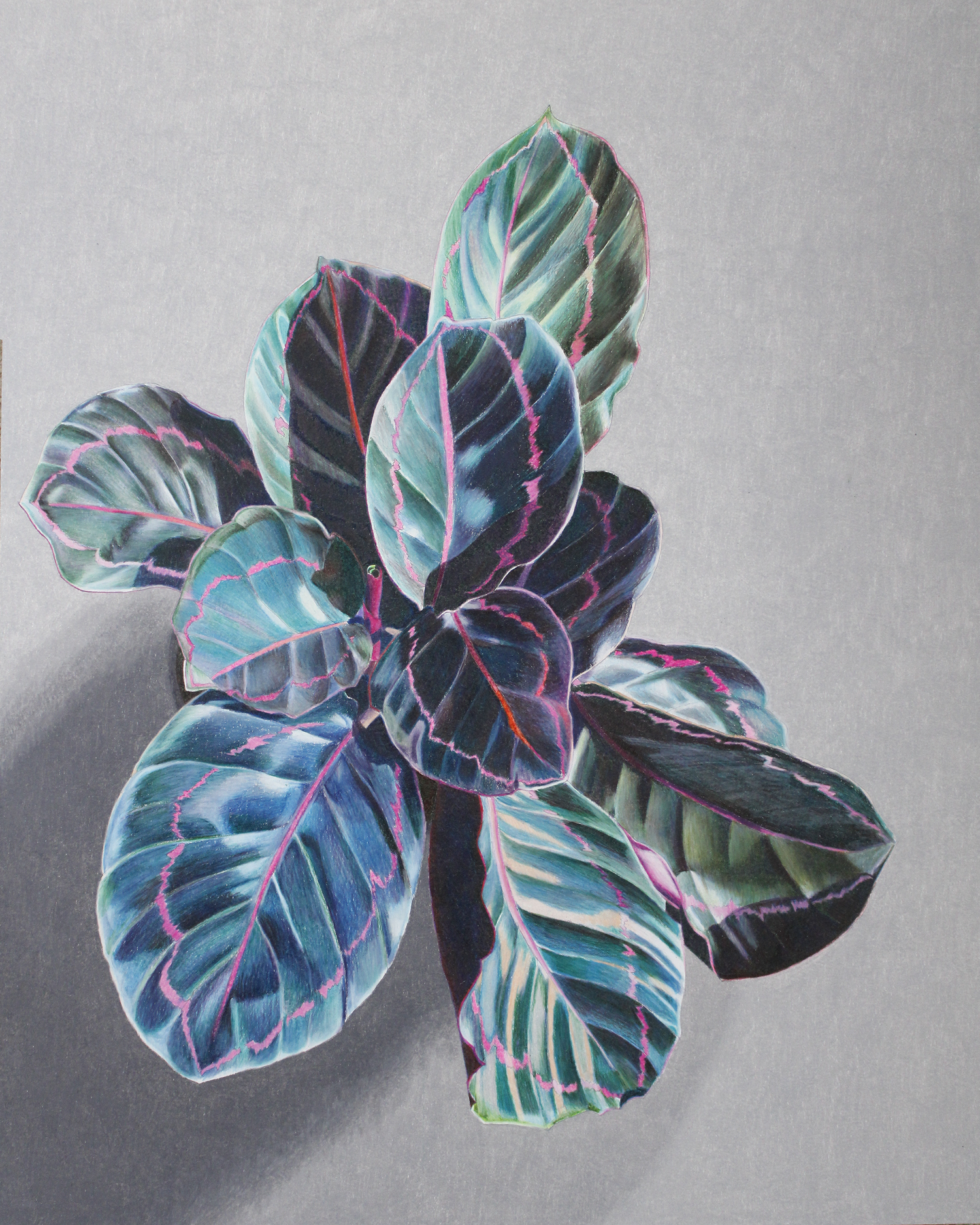 calathea dottie  melbry//arts